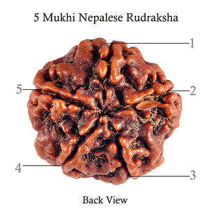 5 Mukhi Rudraksha from Nepal - Bead No. 58