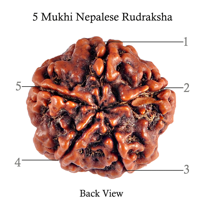 5 Mukhi Rudraksha from Nepal - Bead No. 58
