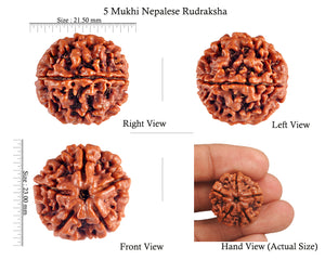 5 Mukhi Rudraksha from Nepal - Bead No. 60