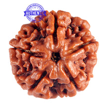 Load image into Gallery viewer, 5 Mukhi Rudraksha from Nepal - Bead No. 60
