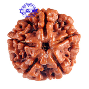 5 Mukhi Rudraksha from Nepal - Bead No. 60