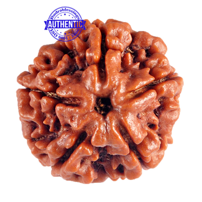 5 Mukhi Rudraksha from Nepal - Bead No. 60