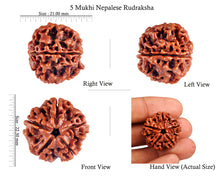 Load image into Gallery viewer, 5 Mukhi Rudraksha from Nepal - Bead No. 63
