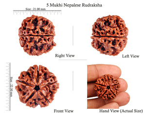 5 Mukhi Rudraksha from Nepal - Bead No. 63