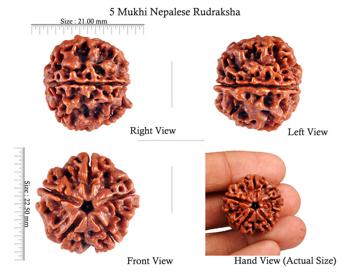 5 Mukhi Rudraksha from Nepal - Bead No. 63