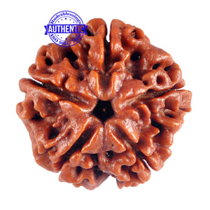 5 Mukhi Rudraksha from Nepal - Bead No. 63