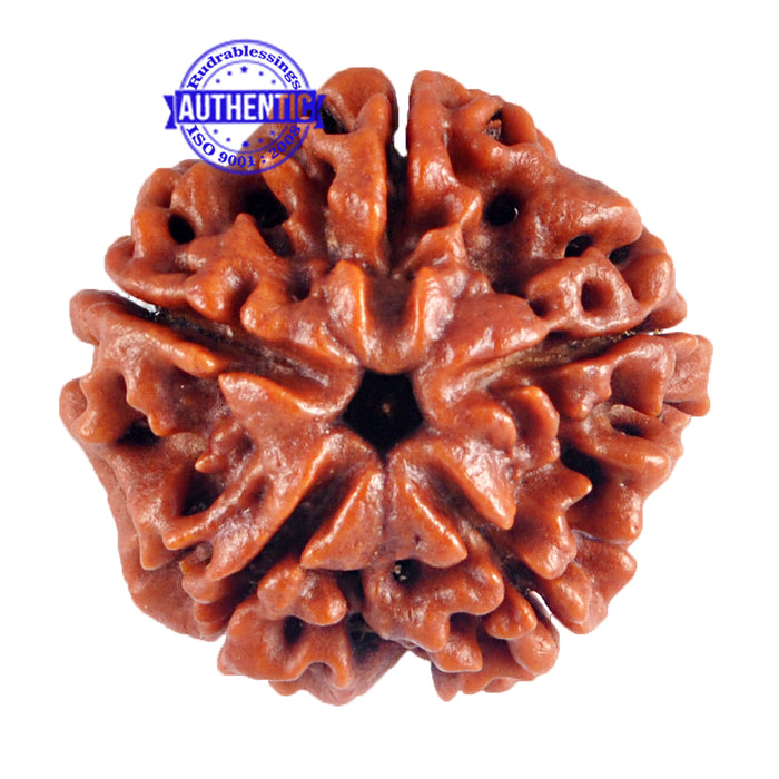 5 Mukhi Rudraksha from Nepal - Bead No. 63