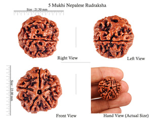 5 Mukhi Rudraksha from Nepal - Bead No. 64