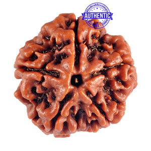 5 Mukhi Rudraksha from Nepal - Bead No. 64