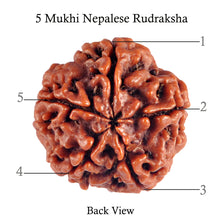 Load image into Gallery viewer, 5 Mukhi Rudraksha from Nepal - Bead No. 64
