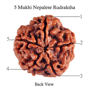5 Mukhi Rudraksha from Nepal - Bead No. 64