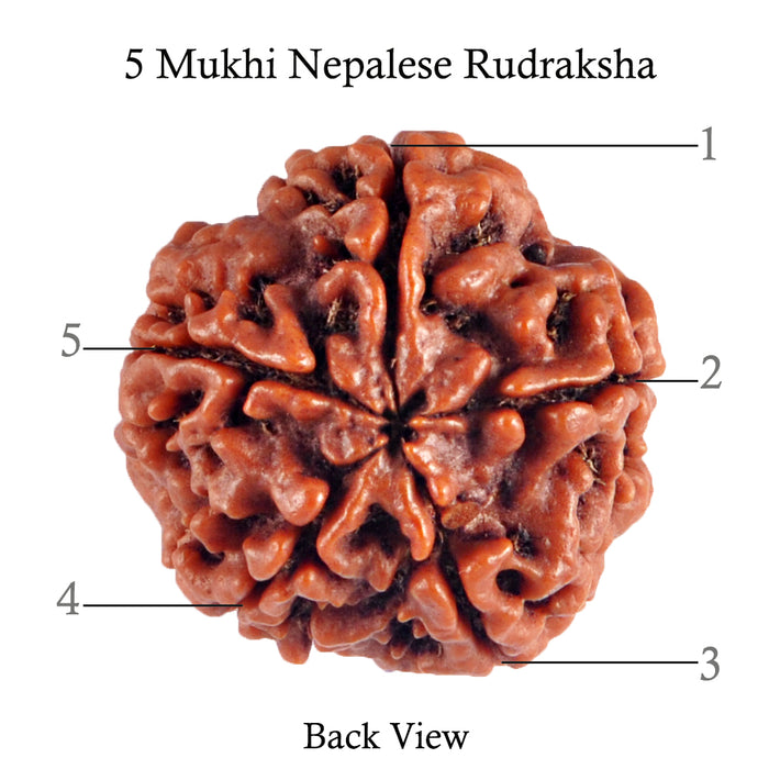5 Mukhi Rudraksha from Nepal - Bead No. 64