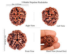 Load image into Gallery viewer, 5 Mukhi Rudraksha from Nepal - Bead No. 65
