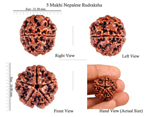 5 Mukhi Rudraksha from Nepal - Bead No. 65