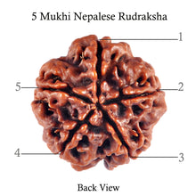 Load image into Gallery viewer, 5 Mukhi Rudraksha from Nepal - Bead No. 65
