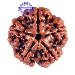 5 Mukhi Rudraksha from Nepal - Bead No. 65
