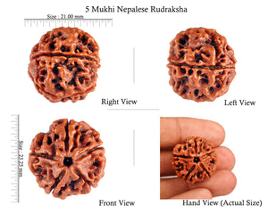 5 Mukhi Rudraksha from Nepal - Bead No. 66