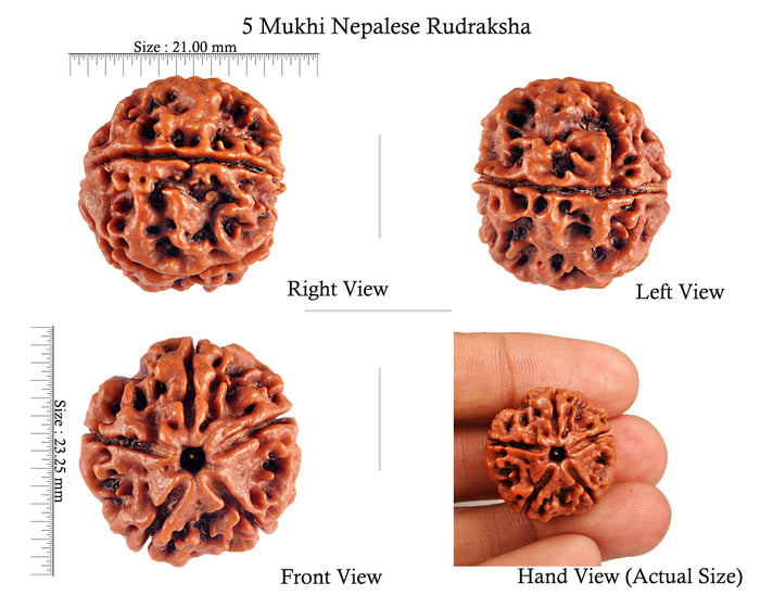 5 Mukhi Rudraksha from Nepal - Bead No. 66