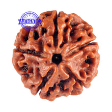 Load image into Gallery viewer, 5 Mukhi Rudraksha from Nepal - Bead No. 66
