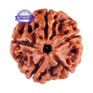 5 Mukhi Rudraksha from Nepal - Bead No. 66