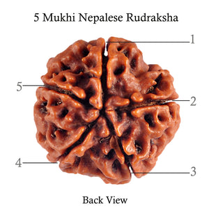 5 Mukhi Rudraksha from Nepal - Bead No. 66
