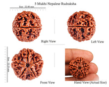 Load image into Gallery viewer, 5 Mukhi Rudraksha from Nepal - Bead No. 67
