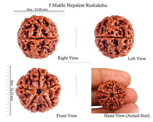 5 Mukhi Rudraksha from Nepal - Bead No. 67