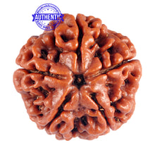 Load image into Gallery viewer, 5 Mukhi Rudraksha from Nepal - Bead No. 67
