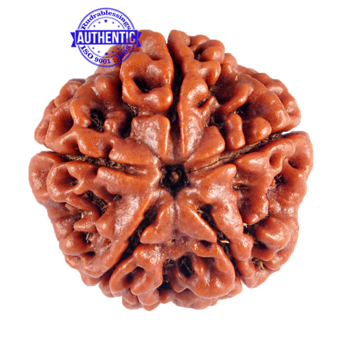5 Mukhi Rudraksha from Nepal - Bead No. 67
