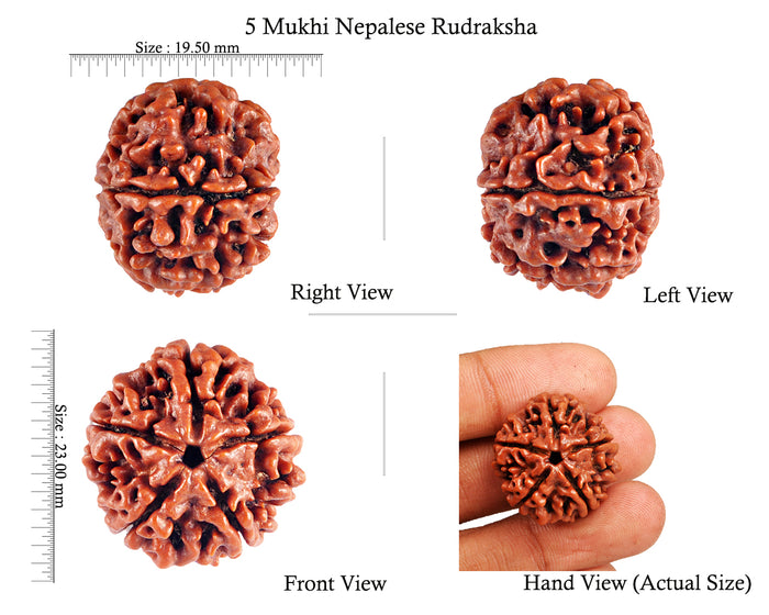 5 Mukhi Rudraksha from Nepal - Bead No. 68