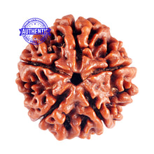 Load image into Gallery viewer, 5 Mukhi Rudraksha from Nepal - Bead No. 68
