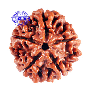 5 Mukhi Rudraksha from Nepal - Bead No. 68