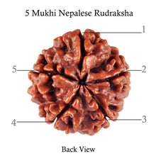 Load image into Gallery viewer, 5 Mukhi Rudraksha from Nepal - Bead No. 68
