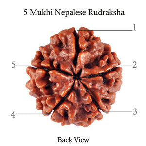 5 Mukhi Rudraksha from Nepal - Bead No. 68