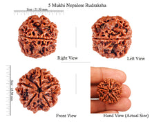 Load image into Gallery viewer, 5 Mukhi Rudraksha from Nepal - Bead No. 70
