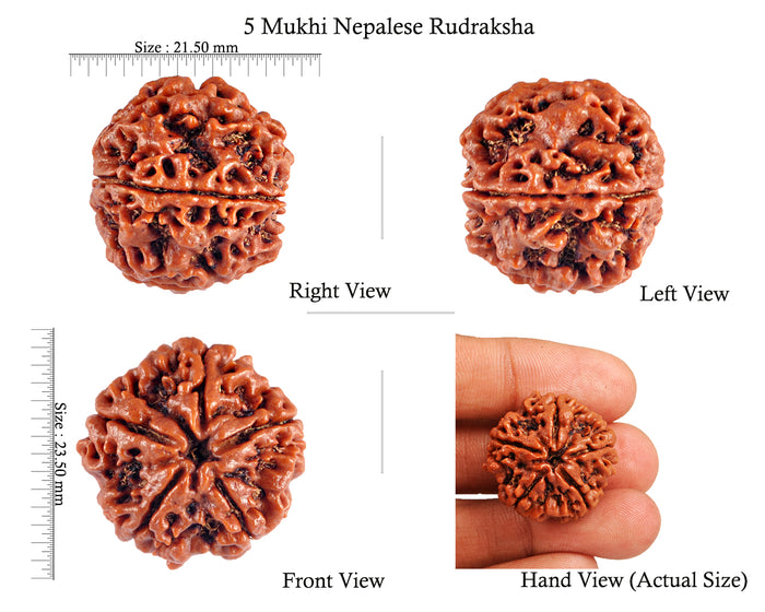 5 Mukhi Rudraksha from Nepal - Bead No. 70