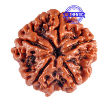 Load image into Gallery viewer, 5 Mukhi Rudraksha from Nepal - Bead No. 70

