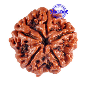 5 Mukhi Rudraksha from Nepal - Bead No. 70
