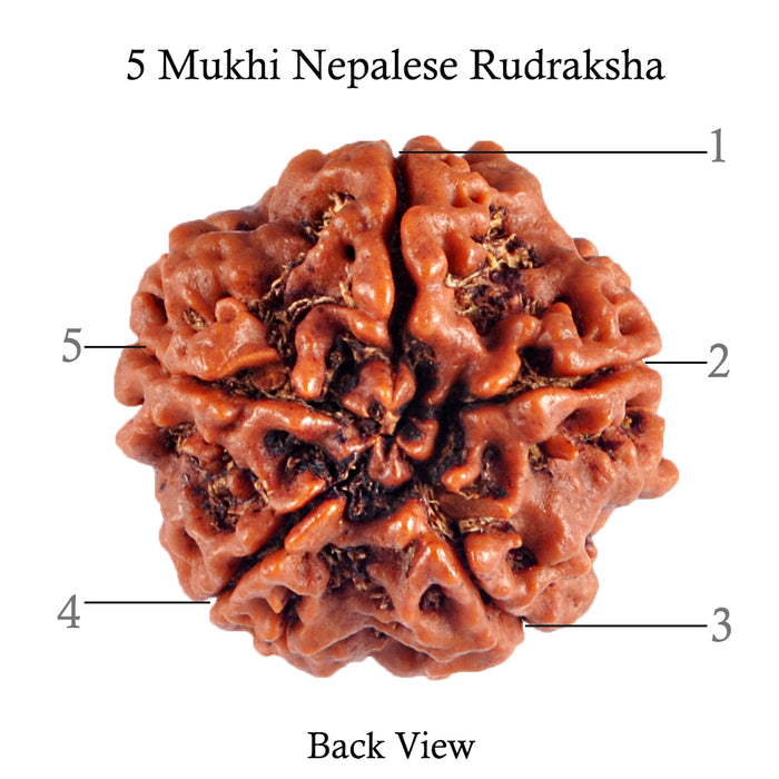 5 Mukhi Rudraksha from Nepal - Bead No. 70