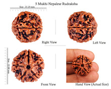 Load image into Gallery viewer, 5 Mukhi Rudraksha from Nepal - Bead No. 72
