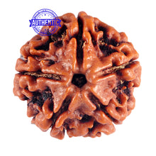 Load image into Gallery viewer, 5 Mukhi Rudraksha from Nepal - Bead No. 72
