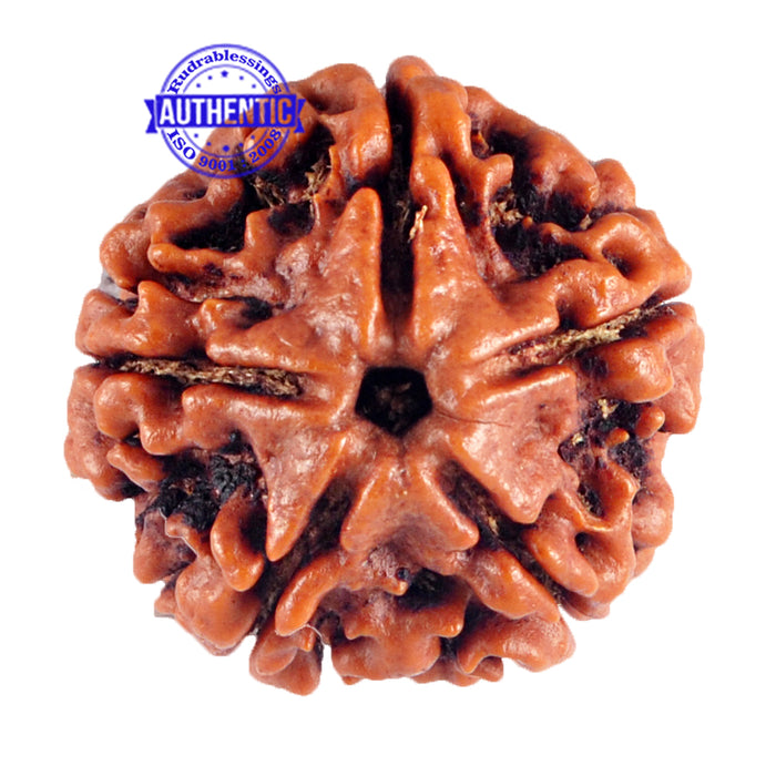 5 Mukhi Rudraksha from Nepal - Bead No. 72