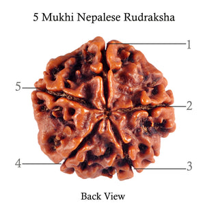5 Mukhi Rudraksha from Nepal - Bead No. 72
