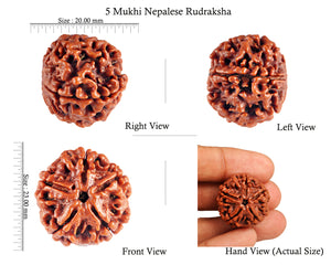 5 Mukhi Rudraksha from Nepal - Bead No. 73