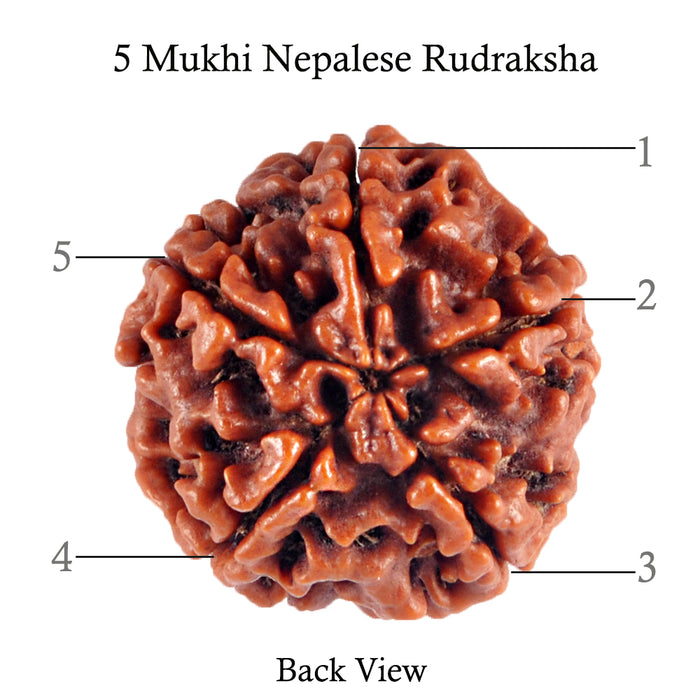 5 Mukhi Rudraksha from Nepal - Bead No. 73
