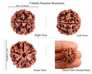 5 Mukhi Rudraksha from Nepal - Bead No. 74