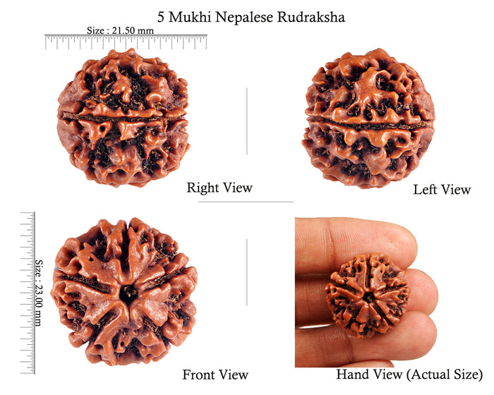 5 Mukhi Rudraksha from Nepal - Bead No. 74