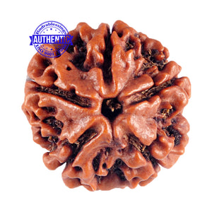 5 Mukhi Rudraksha from Nepal - Bead No. 74