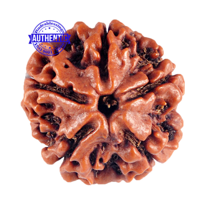 5 Mukhi Rudraksha from Nepal - Bead No. 74