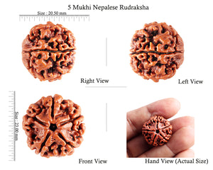5 Mukhi Rudraksha from Nepal - Bead No. 75